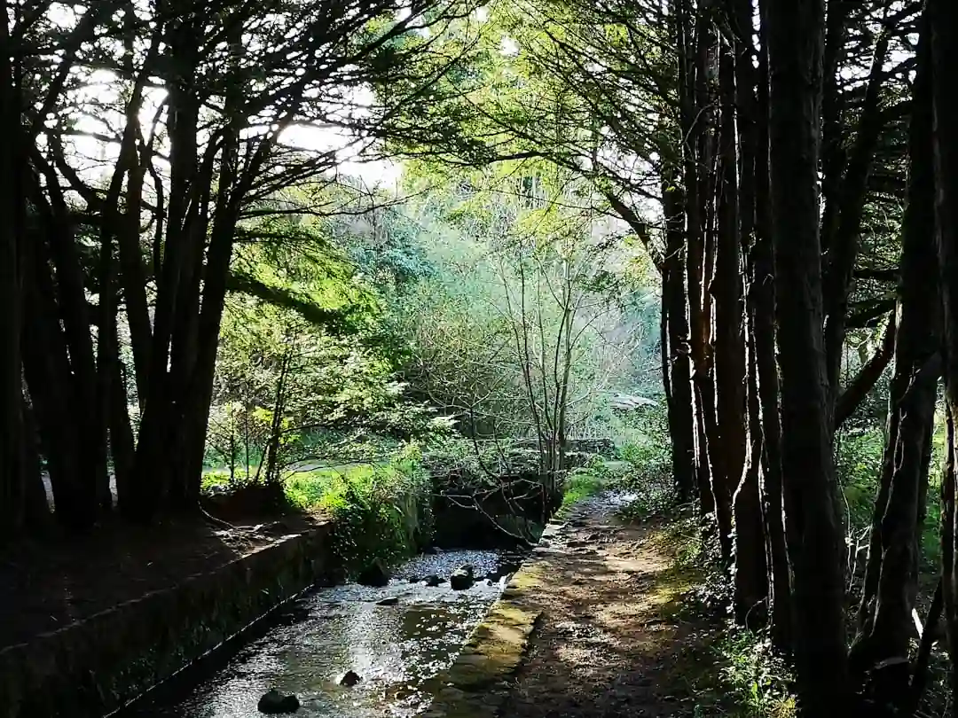 숲속 계곡에 맑은 물이 흐르고 있는 풍경