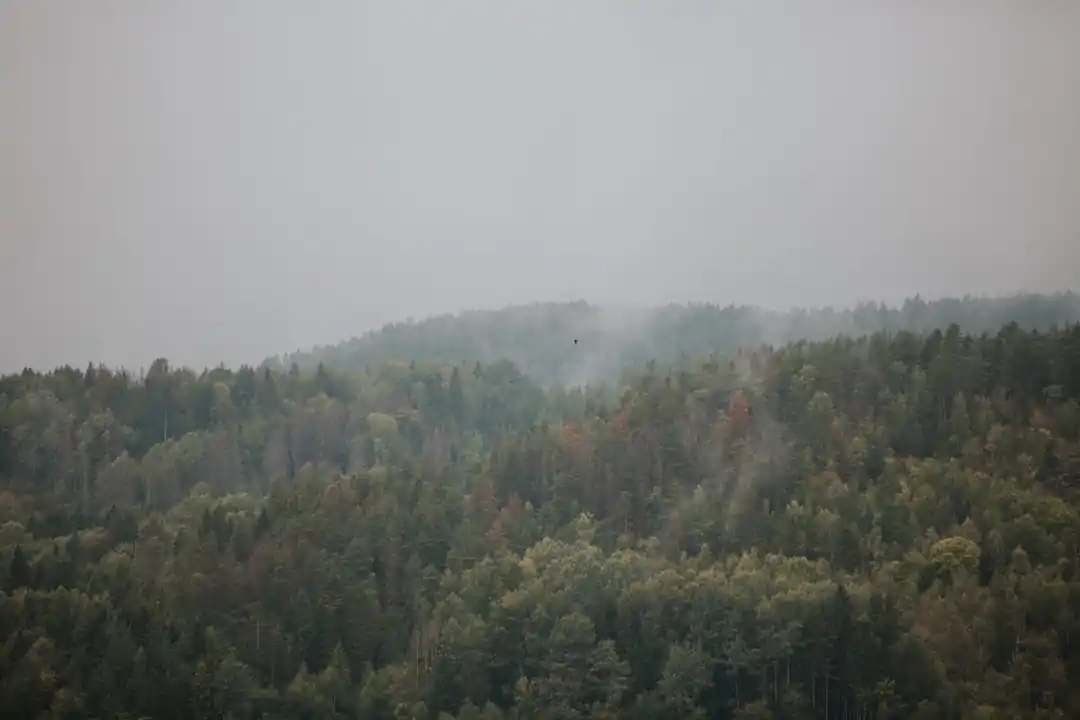 他人事ではない山火事。その原因と家庭でできる予防策とは