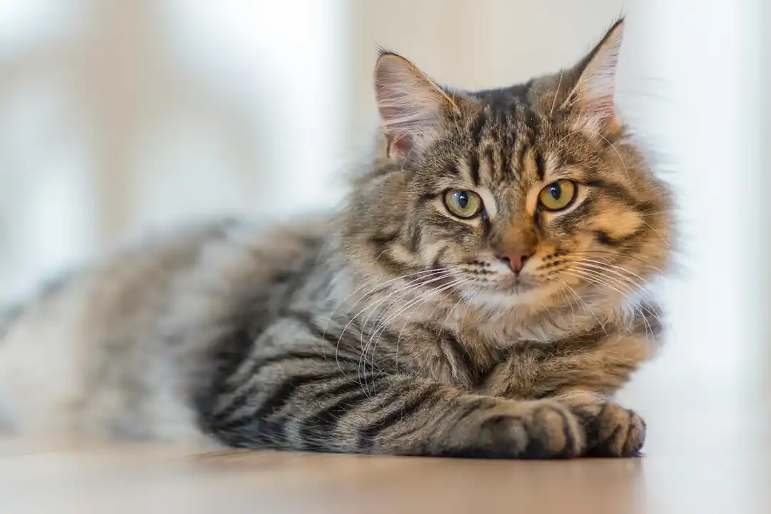 室内でくつろいでいる虎猫