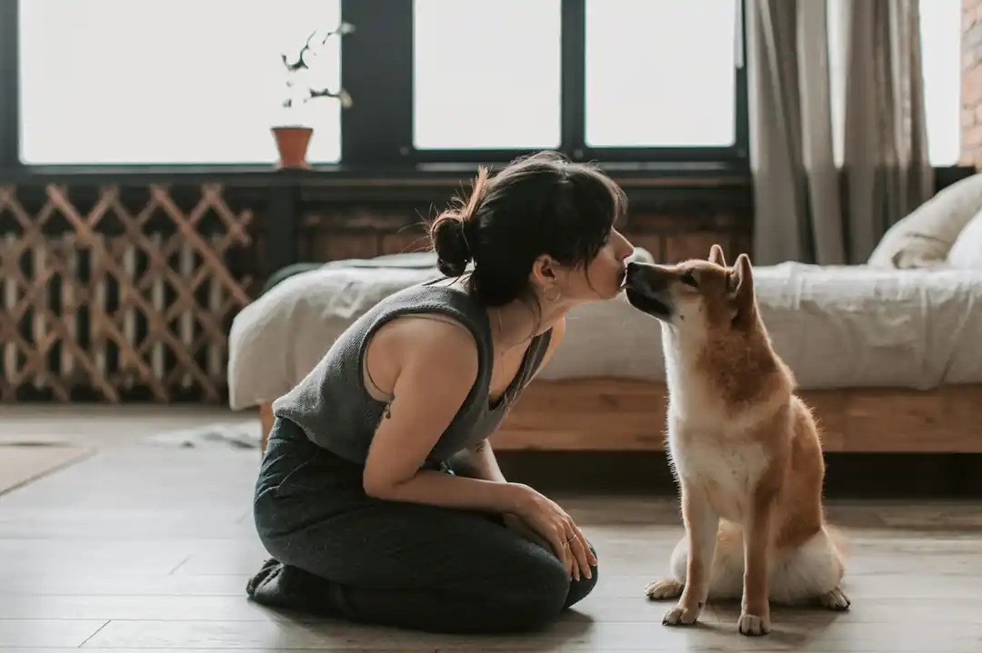 一名女子坐在乾淨的木質地板上,溫柔地親吻著她的柴犬。