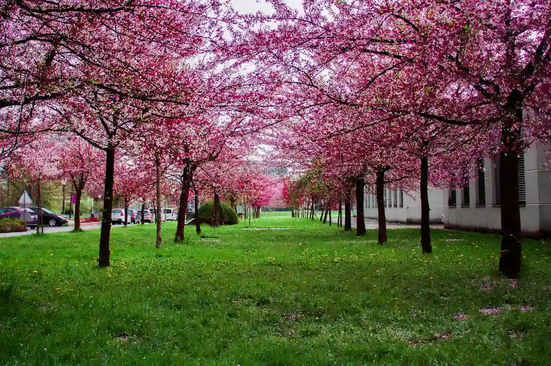 春の公園で満開に咲き誇る桜の木々