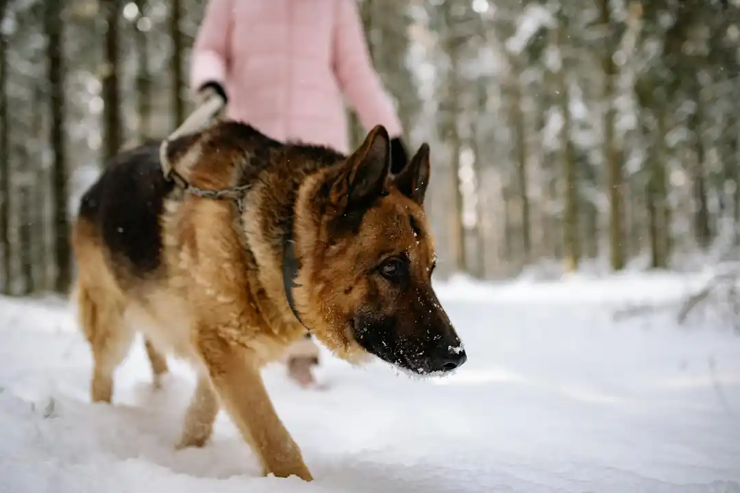 雪道で犬を安全に散歩させる方法:獣医に教わった肉球ケアと注意点
