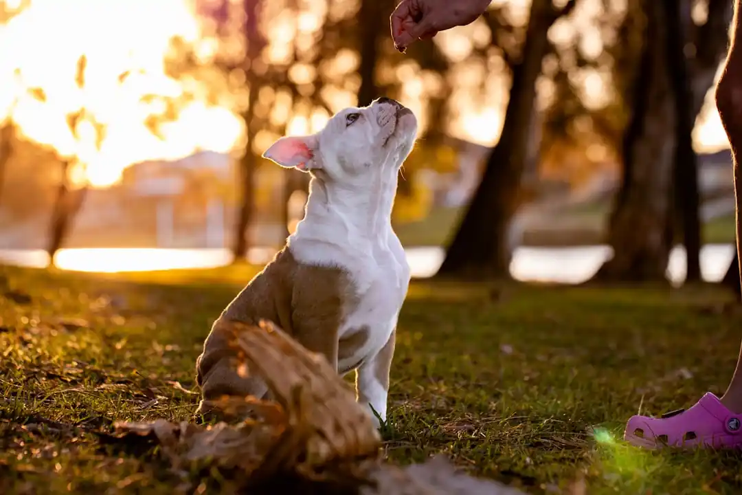 A close-up of a puppy looking up intently at a human hand holding a treat.