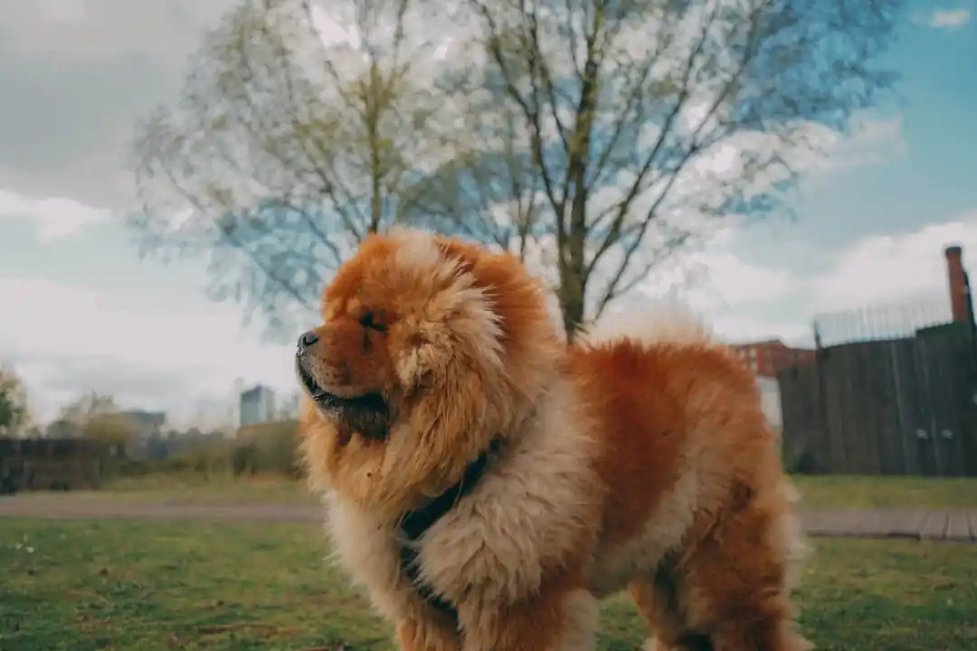 公園の桜並木の下を歩くチャウチャウ犬