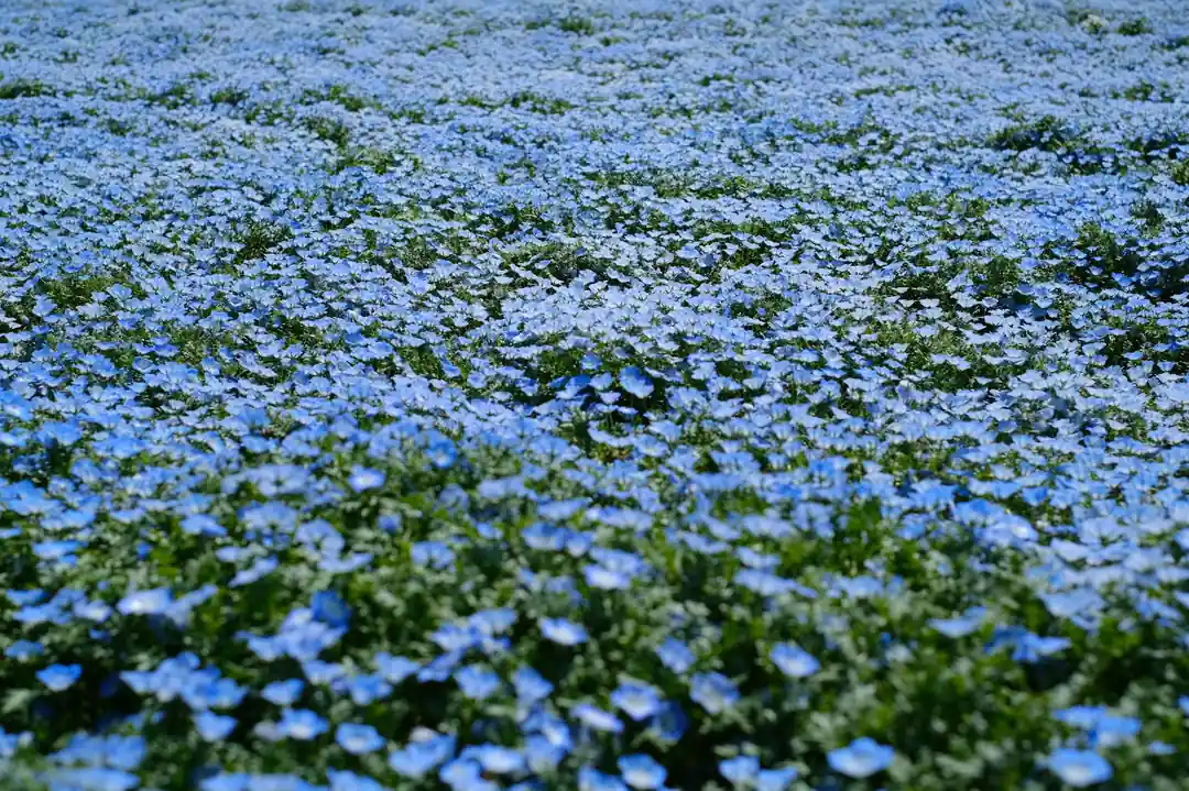 みはらしの丘を埋め尽くすネモフィラの花畑。どこまでも続く青い絨毯が圧巻。