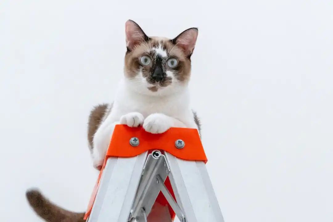 防災用の服を着せられた猫