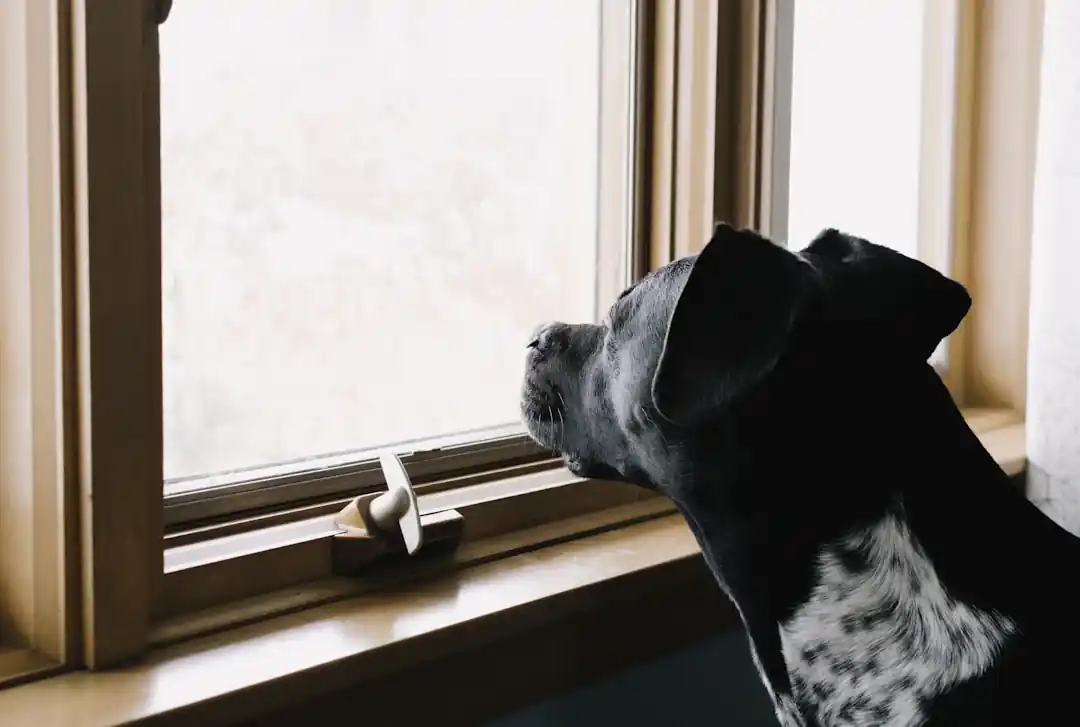 窓の外を寂しそうに眺める黒い犬