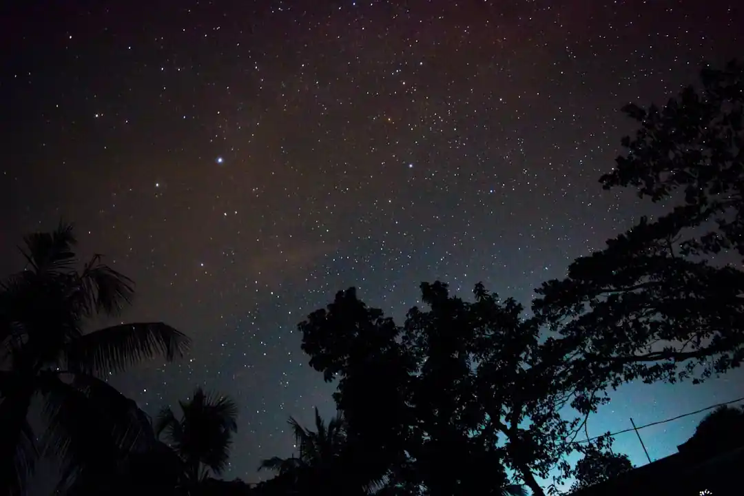 木々のシルエットの上に広がる、無数の星が輝く夜空