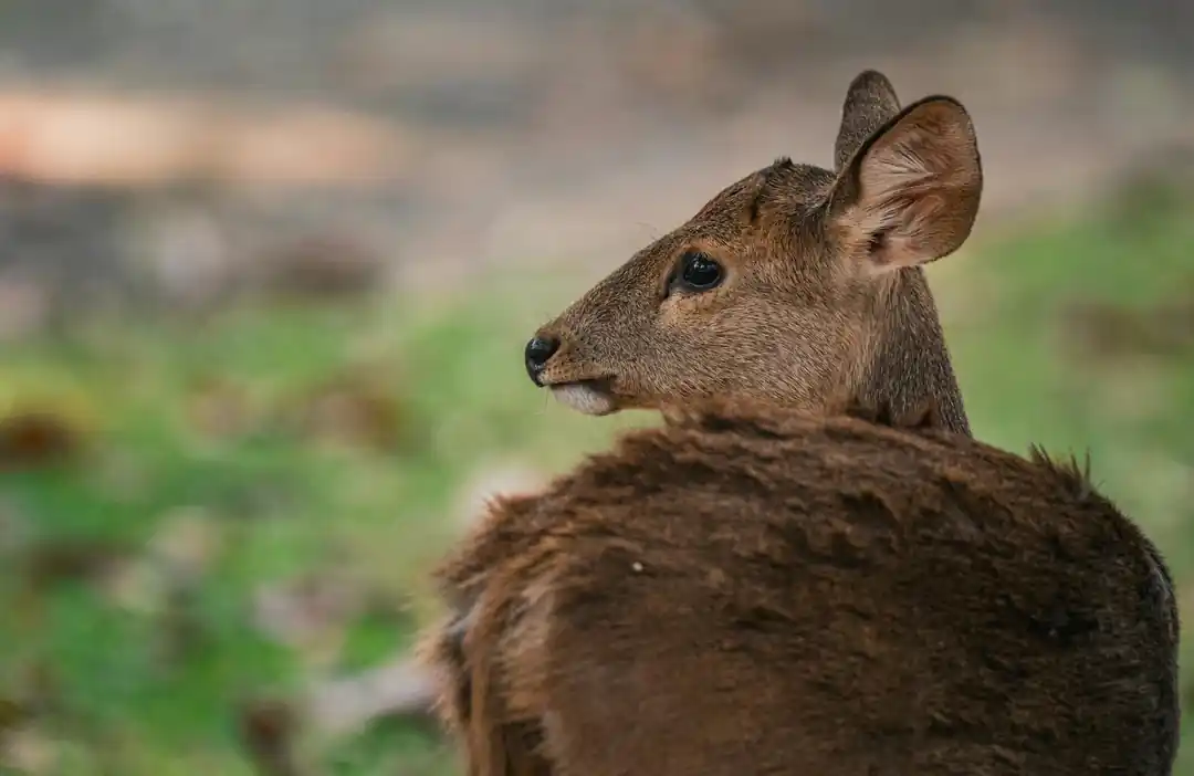 一隻山羌的臉部特寫,可以清楚看到牠的大眼睛和眼下腺。