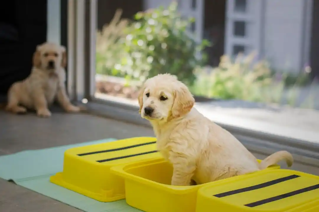 子犬のトイレトレーニング、もう悩まない!成功への優しいステップと秘訣