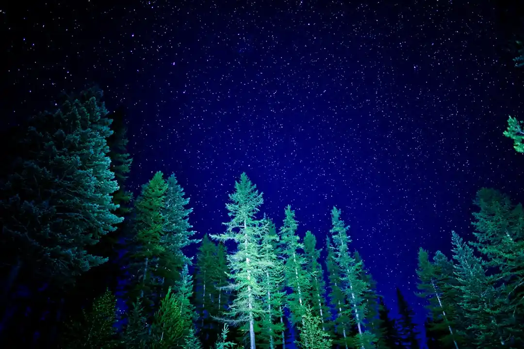 松の木の向こうに広がる、星で埋め尽くされた夜空