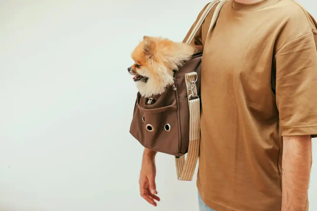 一隻博美犬坐在一個時髦的棕色寵物提包裡,由一位穿著棕色襯衫的男士抱著。