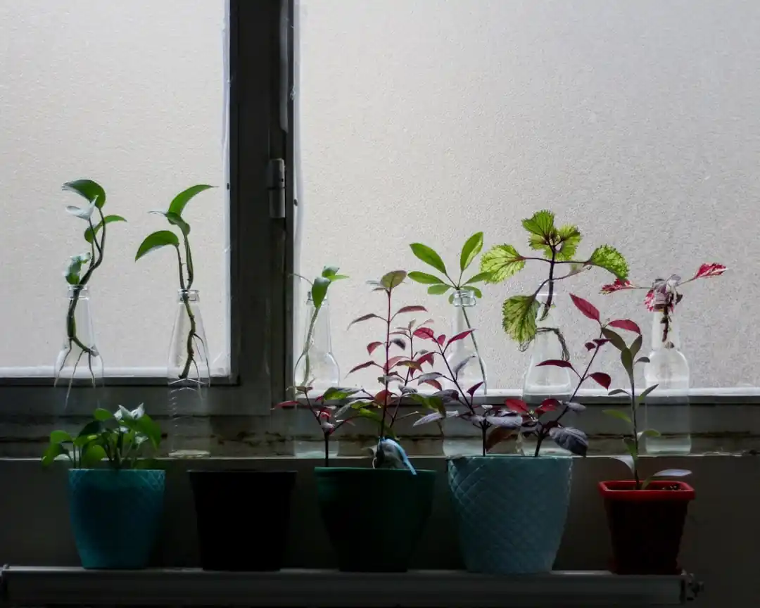 파란 화분에 심긴 산세비에리아와 스킨답서스