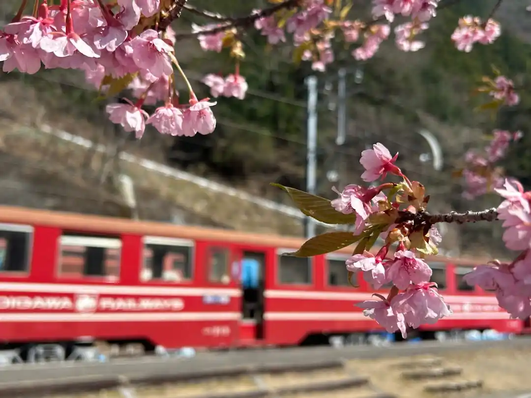 コトコト揺られて心も揺れる。ローカル線の旅の魅力とおすすめ路線