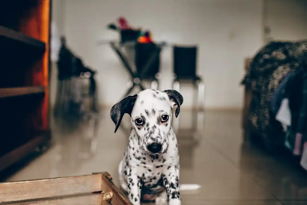 一隻黑白色的達爾馬提亞犬,正乖巧地坐在一個木製的凳子上。