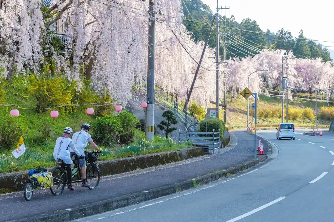 満開の桜並木の下を走る二人のサイクリスト