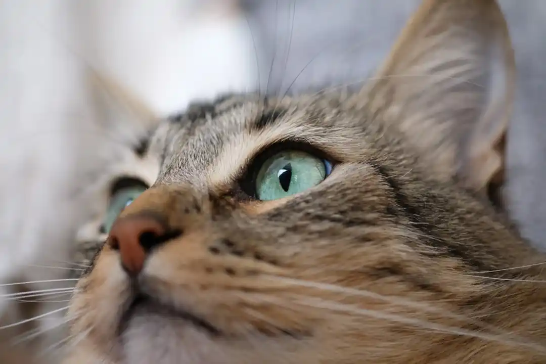【完全版】猫の気持ちがわかる鳴き声や仕草のサイン一覧