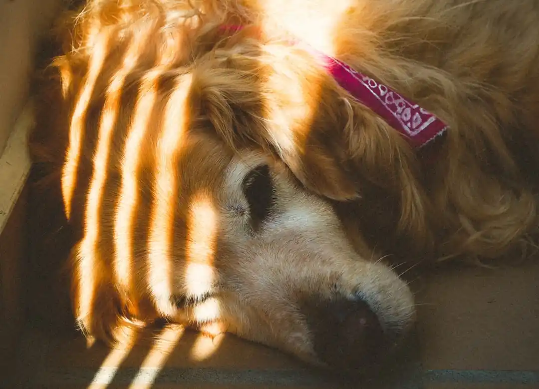 一隻黃金獵犬舒適地躺在地板上,陽光溫暖地灑在牠的臉上,表情非常平靜安詳。