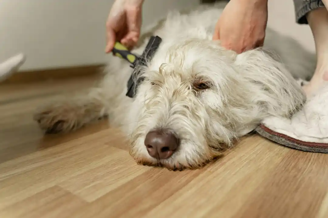 一隻白色的薩摩耶犬正被主人用除毛梳溫柔地梳理背部的毛髮。