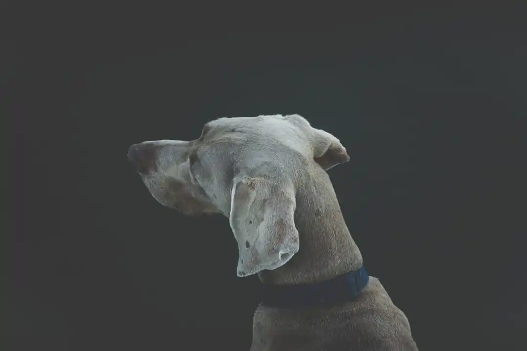 犬も花粉症になる?症状と飼い主ができるケア方法
