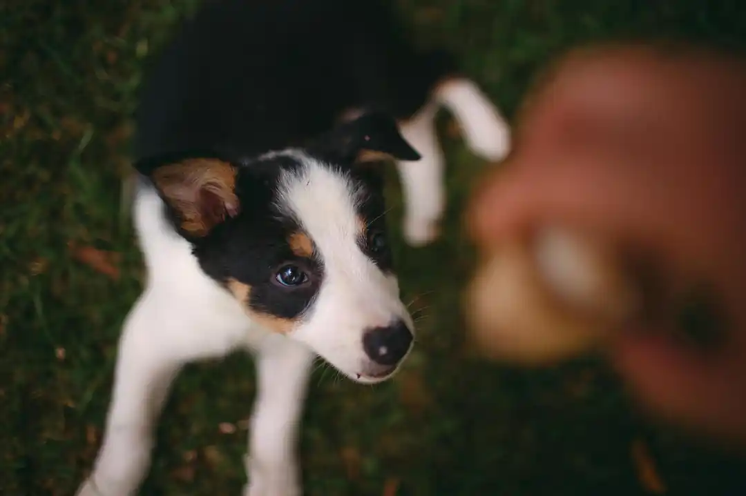 一隻可愛的邊境牧羊犬幼犬趴在草地上,眼神充滿期待地向上看。