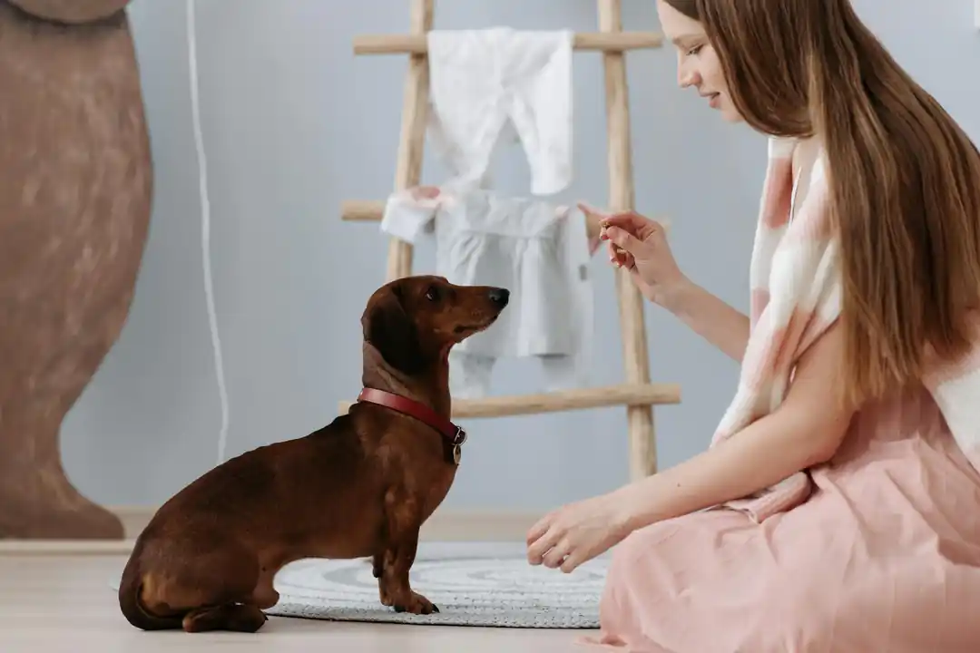 愛犬との絆が深まる!基本的なしつけコマンドと成功の秘訣
