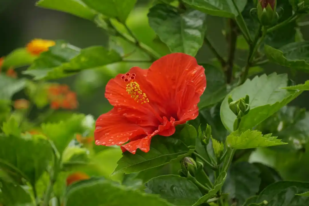一朵鮮紅色的朱槿花,花瓣上帶著晶瑩的水珠,周圍是翠綠的葉片。
