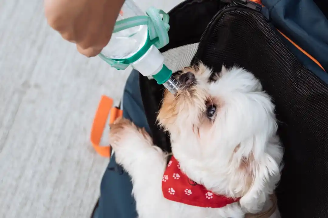 人が持っている携帯用のウォーターボトルから水を飲んでいる犬。