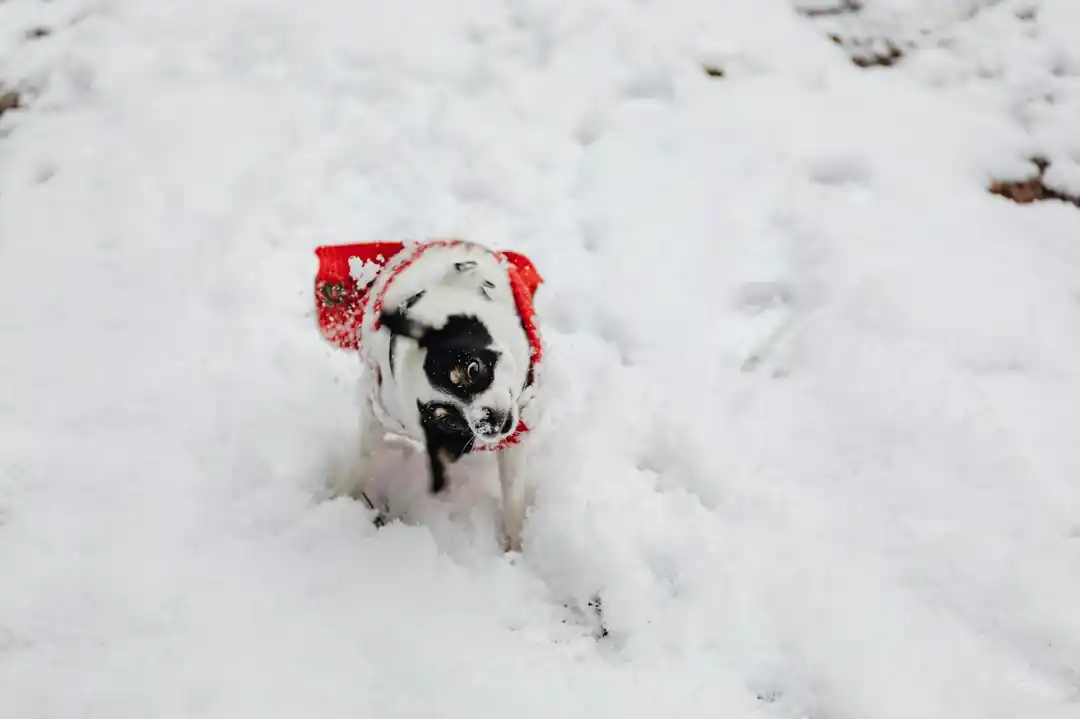 A small black and white dog wearing a red sweater while playing in the snow.