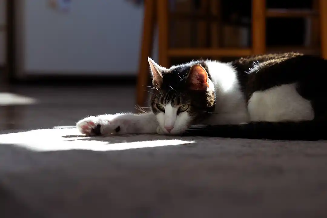 猫の行動に隠された気持ち:しぐさの意味を読み解く完全ガイド