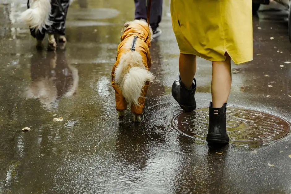 一個人帶著穿著彩色雨衣的狗狗在濕漉漉的道路上行走。