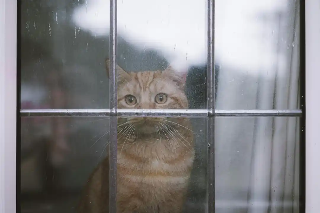 気候変動が猫の健康に与える影響と、季節ごとの具体的な対策