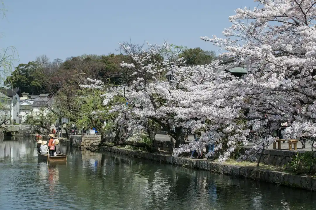 桜が咲き誇る倉敷の運河を、伝統的な小舟が進んでいる