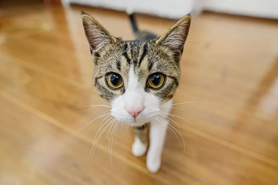 動き回る愛犬や猫をブレずに可愛く記録するカメラアングルの工夫