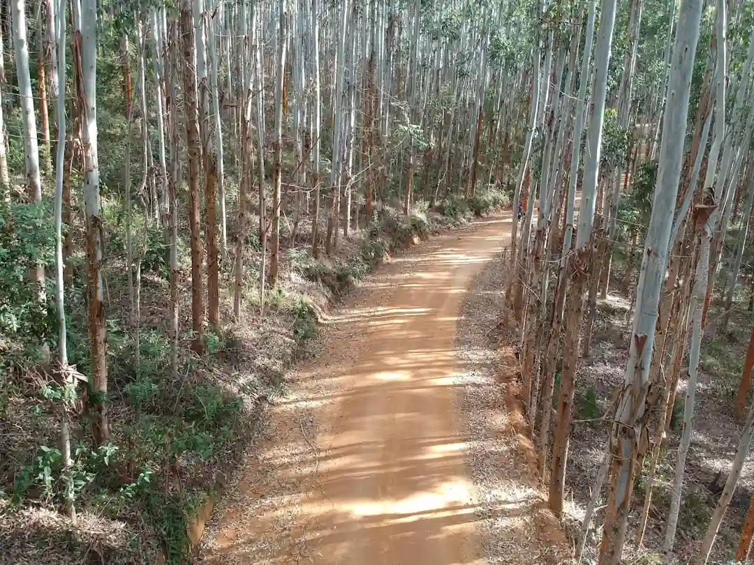 木漏れ日が差し込む、熊野古道の土の道。