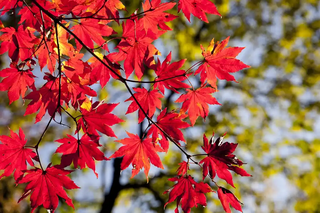 赤く色づいた紅葉のクローズアップ