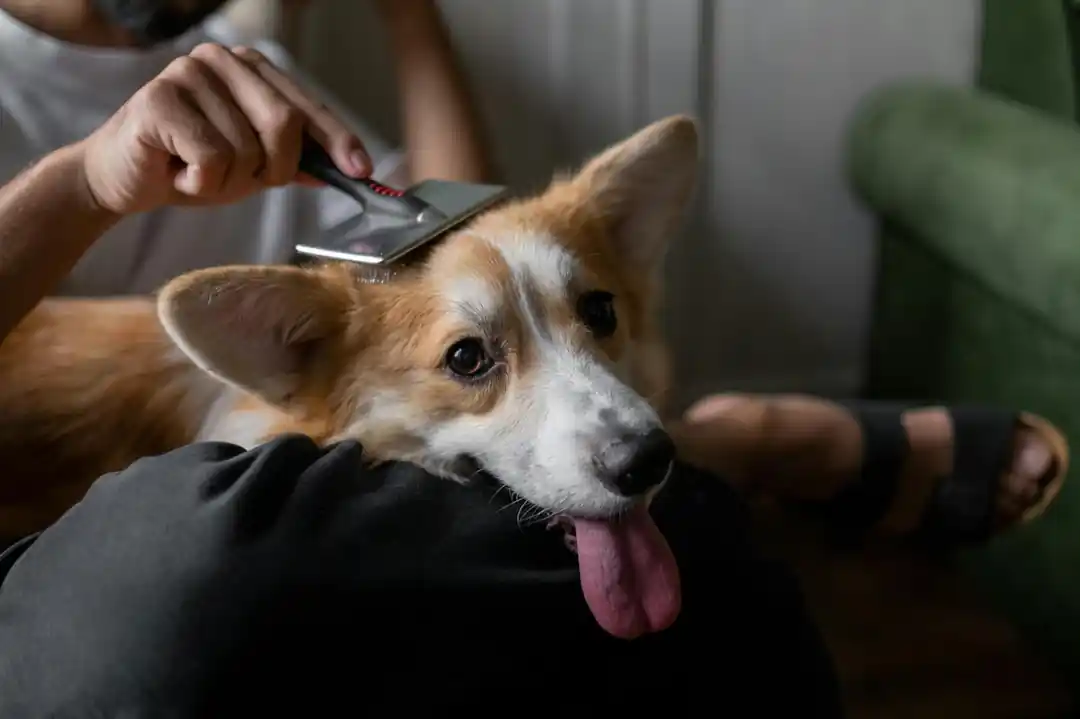室内で飼い主が犬の体をブラッシングしている様子