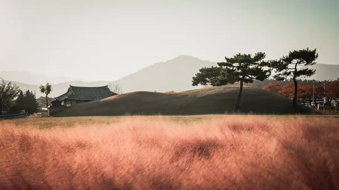 분홍빛 핑크뮬리로 가득한 경주 첨성대 주변 공원