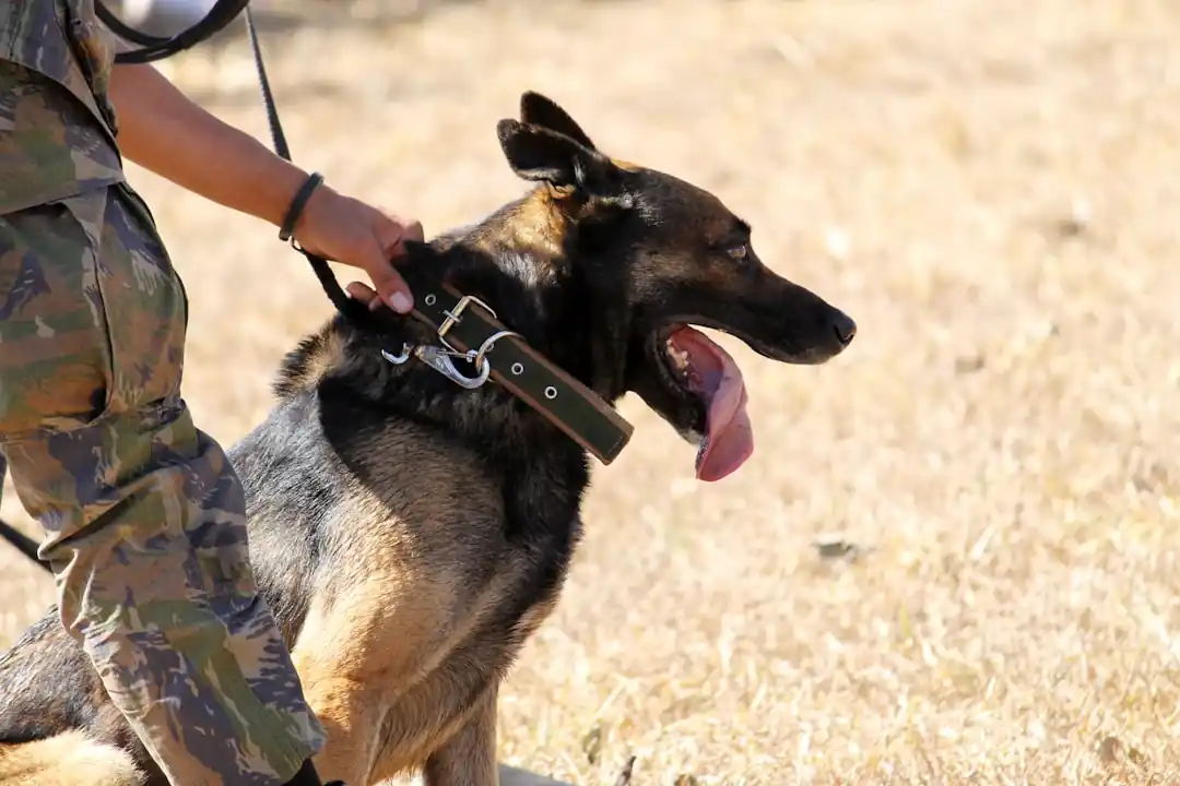 愛犬の「無駄吠え」にサヨナラ。今日から始める、心を通わせる効果的なしつけ術