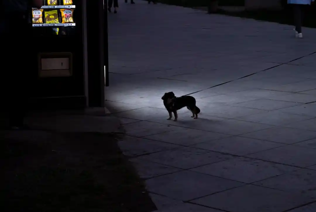 愛犬と夜の散歩、安全確保で安心なひとときを