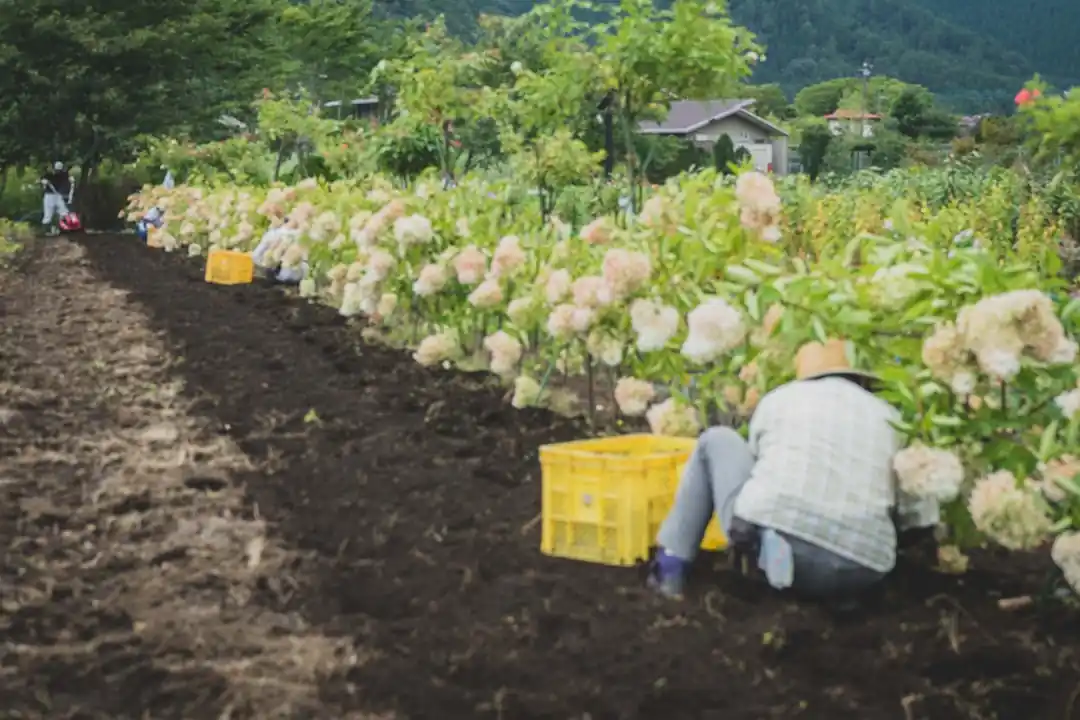 いざという時のために!非常食として役立つ育てやすい家庭菜園の野菜