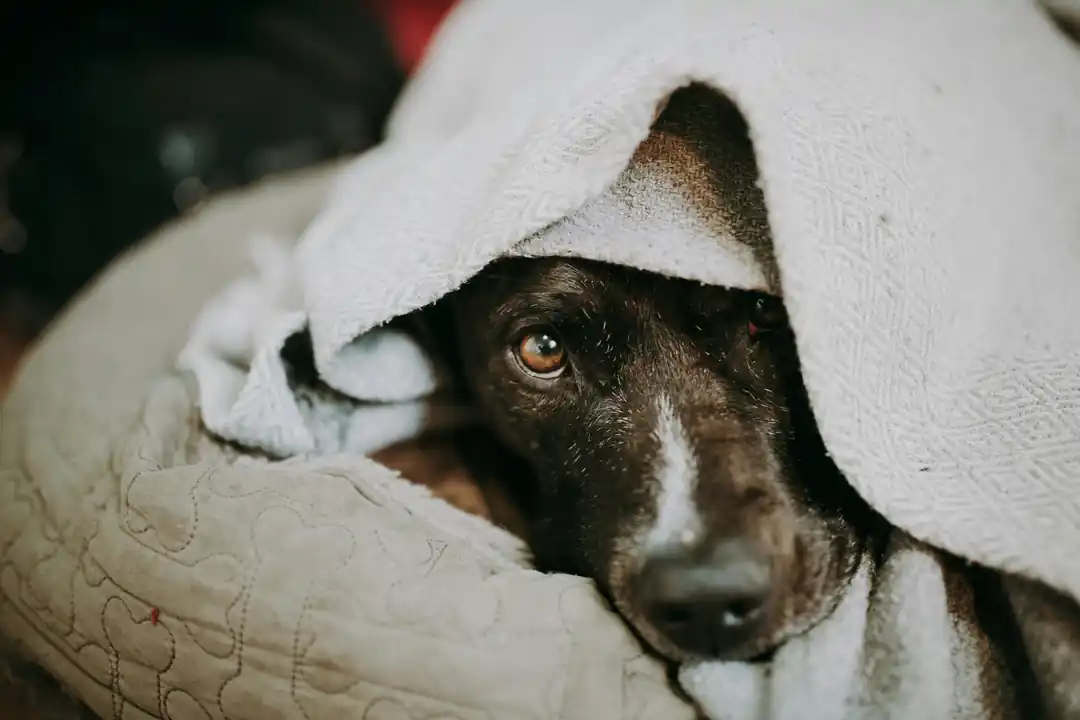 白い毛布にくるまって、安心したようにこちらを見つめる犬