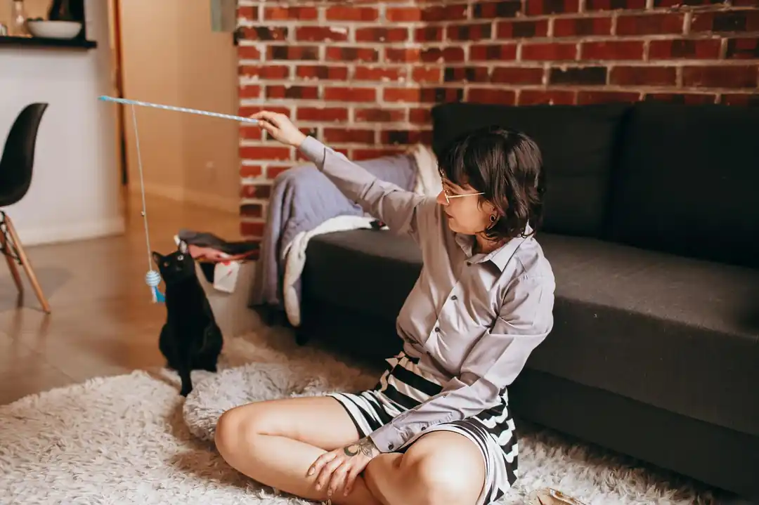 猫がもっと喜ぶ!夢中になる遊び方と安全なおもちゃの選び方