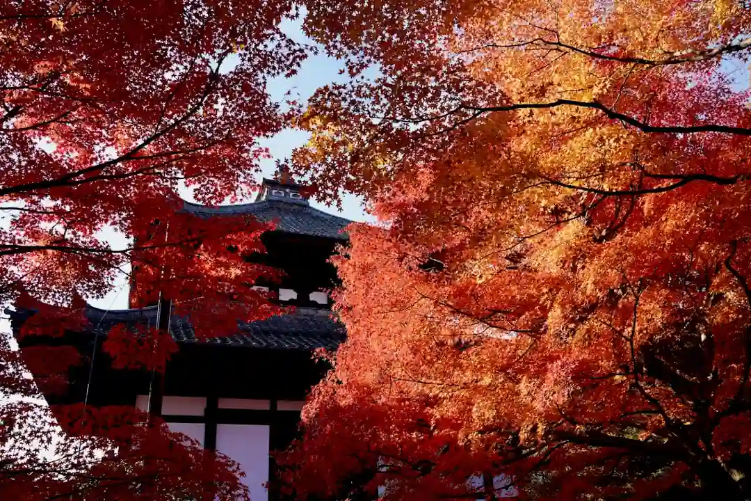 紅葉に彩られた日本の古いお寺の五重塔
