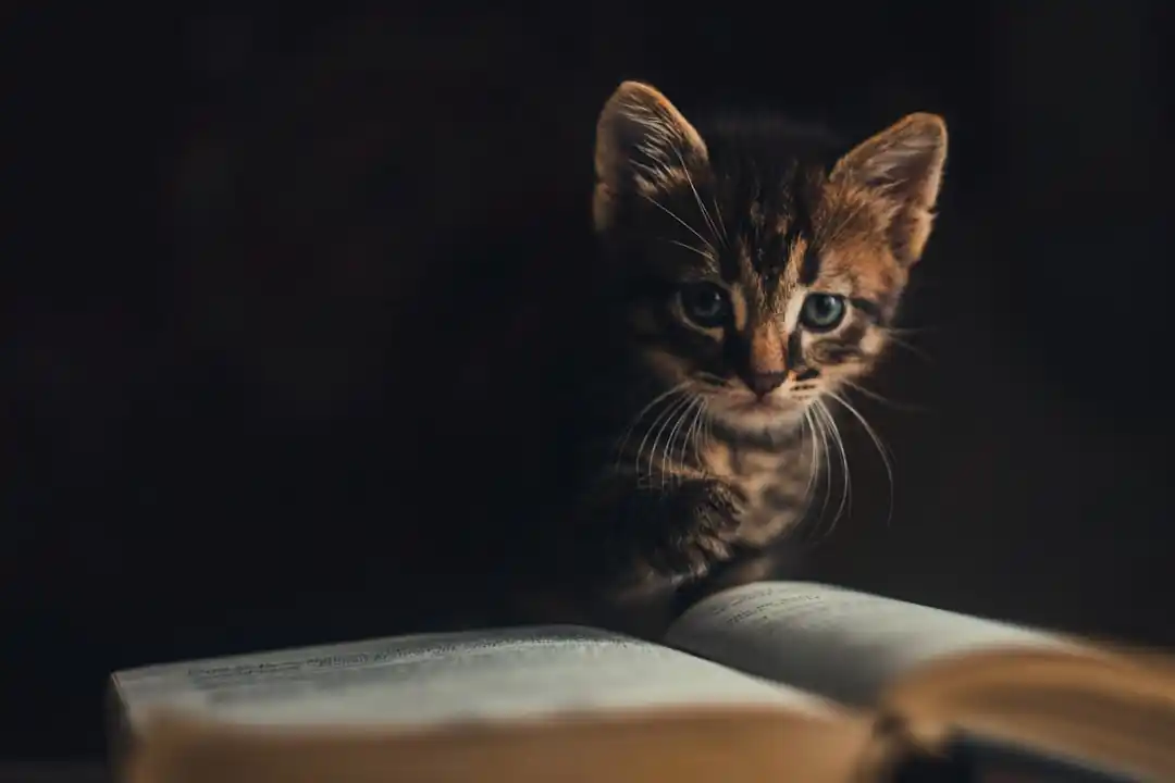 心にそっと寄り添う、猫の絵本の世界。世代を超えて愛される名作とその魅力