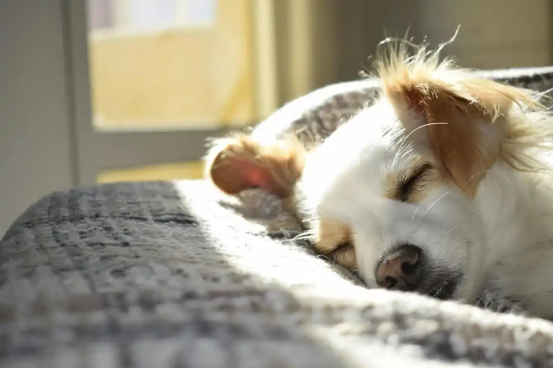 ベッドの上で気持ちよさそうに眠っている子犬