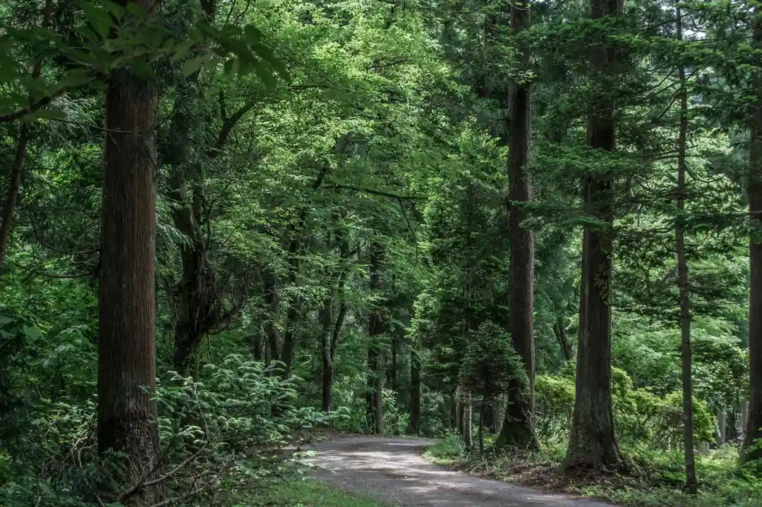 木漏れ日が差し込む穏やかなハイキングコース