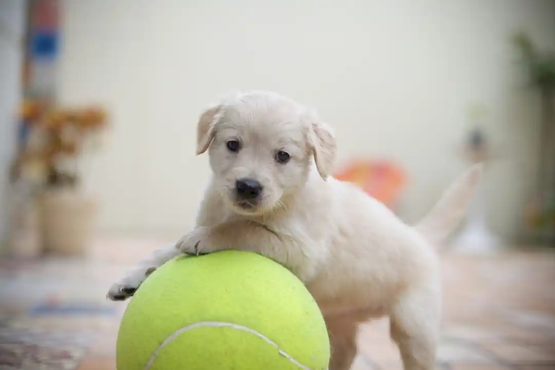 芝生の上で、テニスボールを口にくわえている黄色いラブラドールレトリバーの子犬