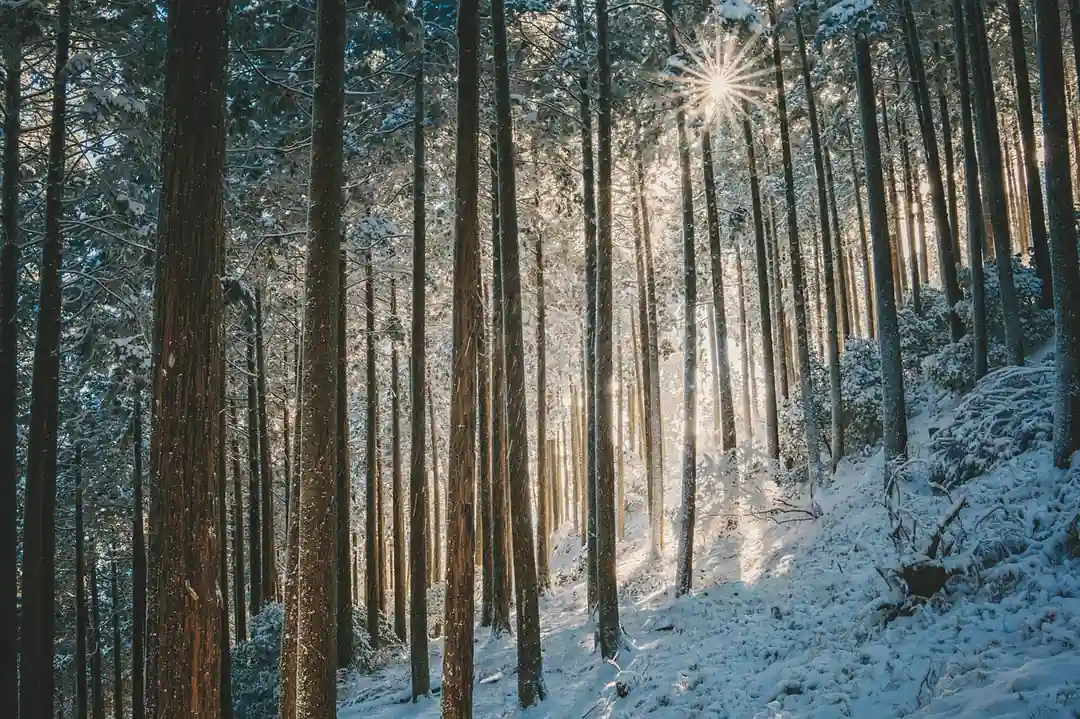 雪が積もった日本の森に太陽の光が差し込んでいる様子