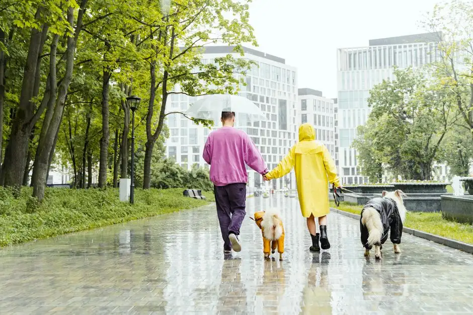 雨天帶狗狗散步注意事項:毛孩濕疹預防與回家後的清潔護理指南